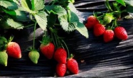 爆料种植草莓视频大全集,视频大全集揭秘